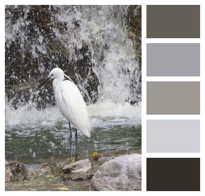 Little Egret Waterfall Bird Image